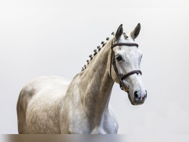 Holsteiner Merrie 10 Jaar 164 cm Schimmel in Waddinxveen