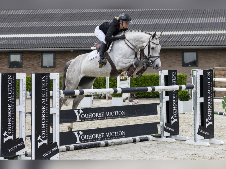 Holsteiner Merrie 10 Jaar 164 cm Schimmel in Waddinxveen