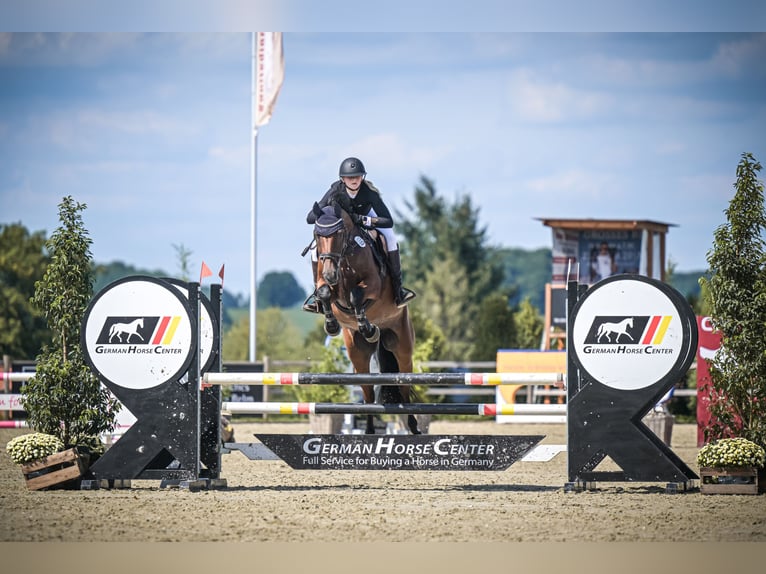 Holsteiner Merrie 10 Jaar 165 cm Bruin in Pogeez