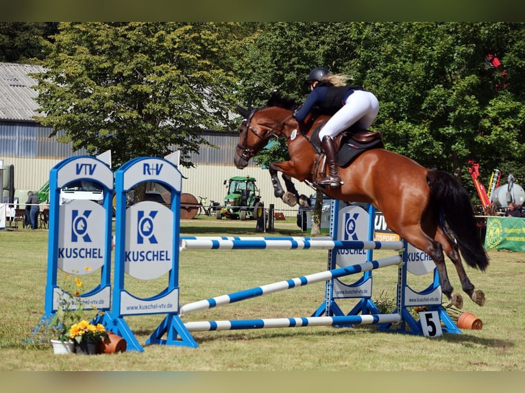 Holsteiner Merrie 10 Jaar 165 cm Bruin in Pogeez