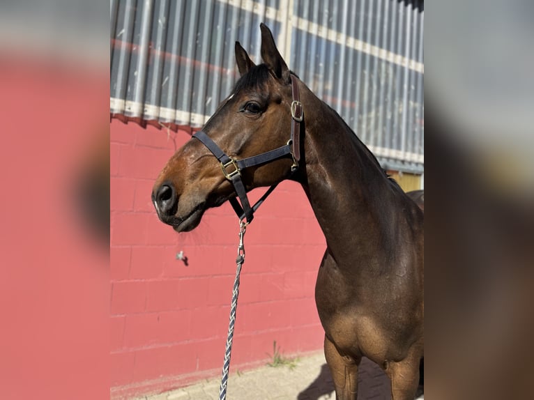Holsteiner Merrie 10 Jaar 165 cm Donkerbruin in Köln