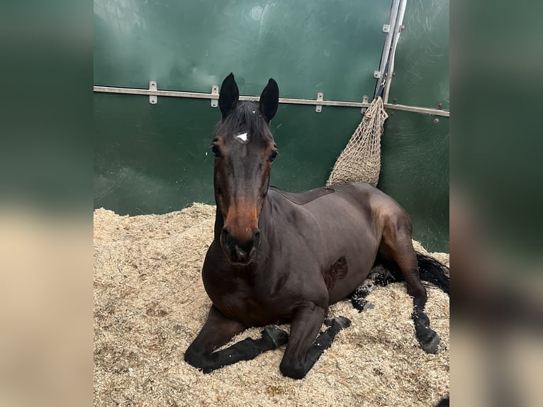 Holsteiner Merrie 10 Jaar 165 cm Donkerbruin in Köln