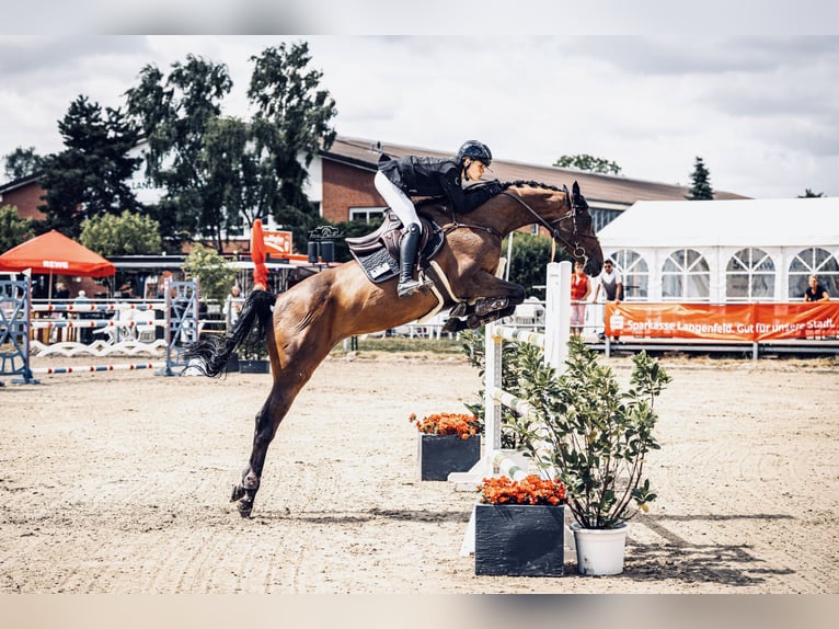 Holsteiner Merrie 10 Jaar 165 cm Donkerbruin in Köln