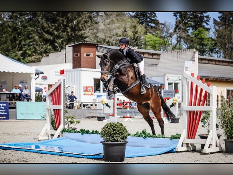 Holsteiner Merrie 10 Jaar 165 cm Donkerbruin in Schmilau