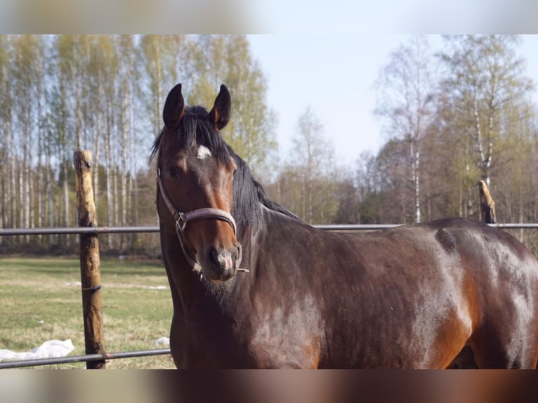 Holsteiner Merrie 10 Jaar 165 cm in Malente