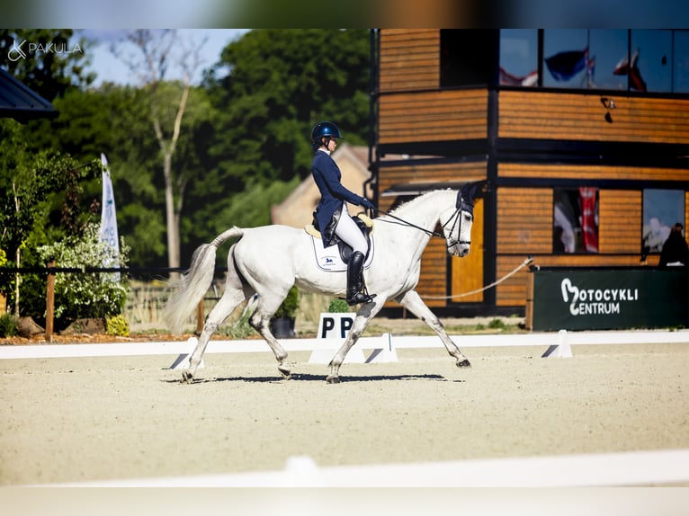 Holsteiner Merrie 10 Jaar 165 cm Vliegenschimmel in Lublin