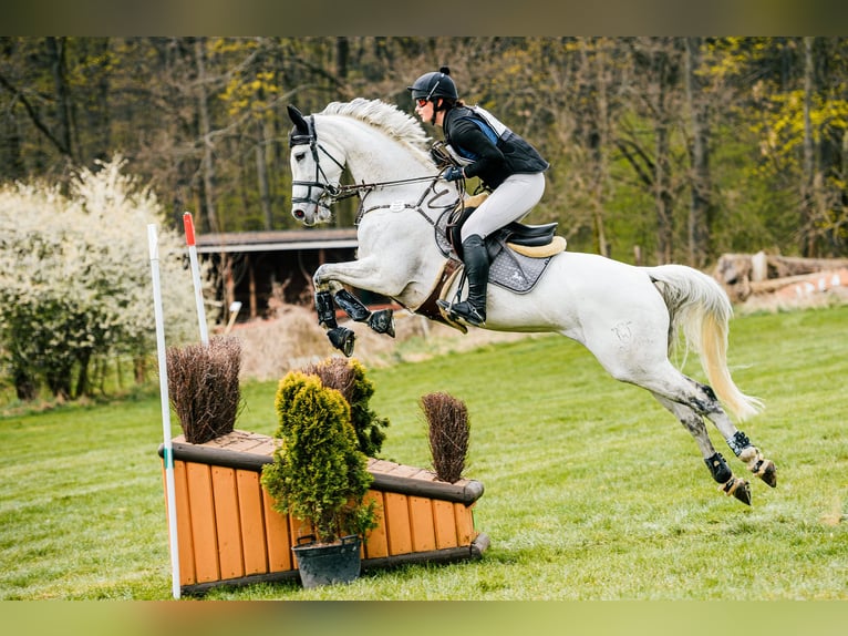 Holsteiner Merrie 10 Jaar 165 cm Vliegenschimmel in Lublin