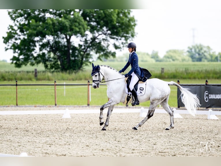 Holsteiner Merrie 10 Jaar 165 cm Vliegenschimmel in Lublin