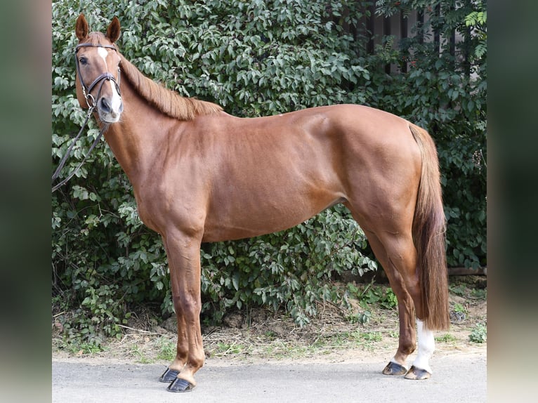 Holsteiner Merrie 10 Jaar 165 cm Vos in Geilenkirchen