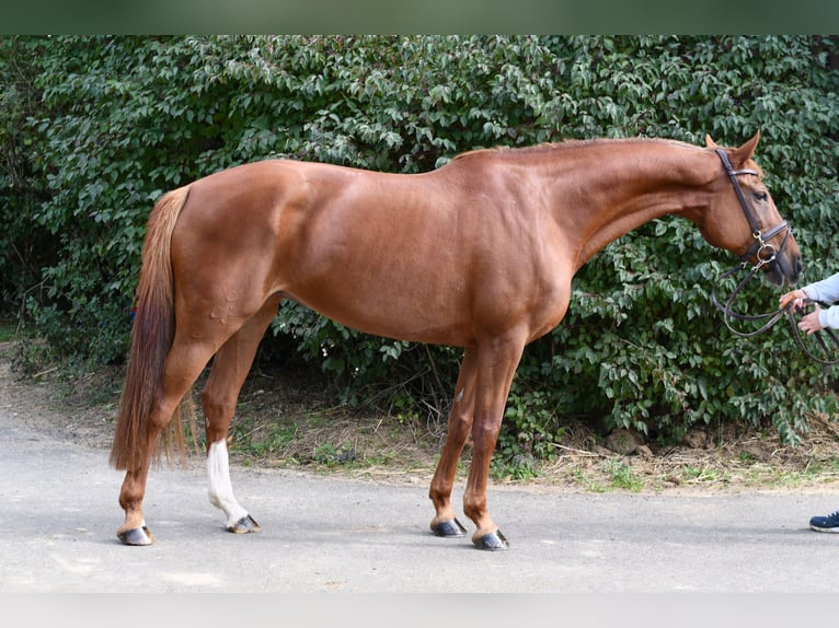 Holsteiner Merrie 10 Jaar 165 cm Vos in Geilenkirchen