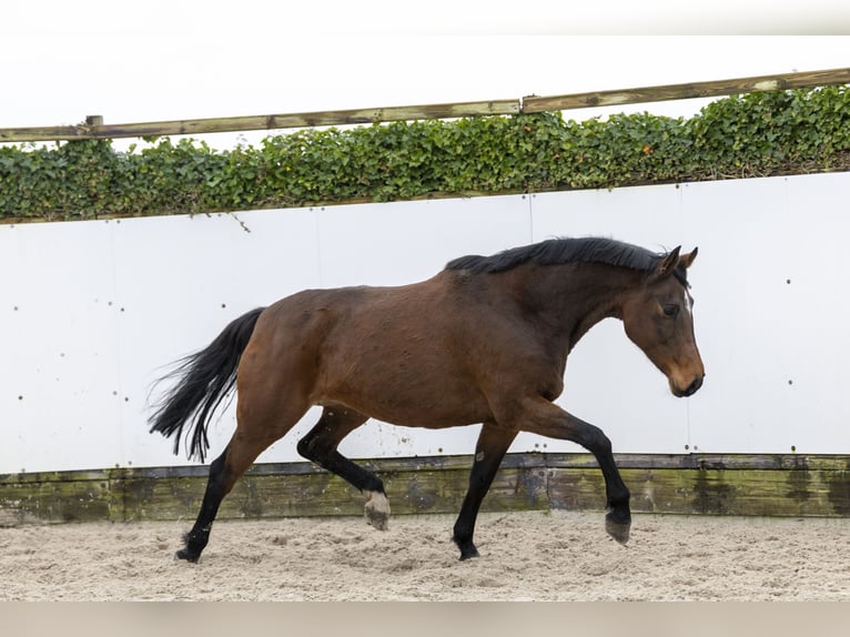 Holsteiner Merrie 10 Jaar 166 cm Bruin in Waddinxveen
