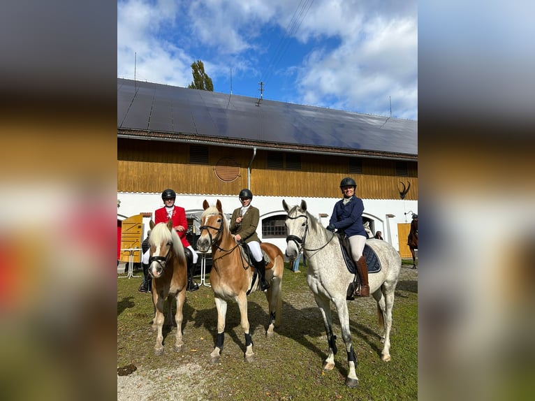 Holsteiner Merrie 10 Jaar 167 cm Schimmel in Illertissen