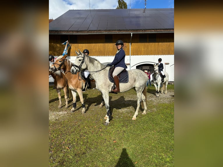 Holsteiner Merrie 10 Jaar 167 cm Schimmel in Illertissen