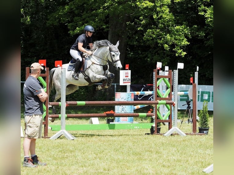 Holsteiner Merrie 10 Jaar 167 cm Schimmel in Illertissen