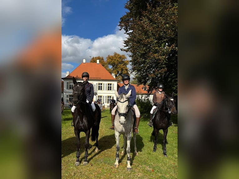Holsteiner Merrie 10 Jaar 167 cm Schimmel in Illertissen