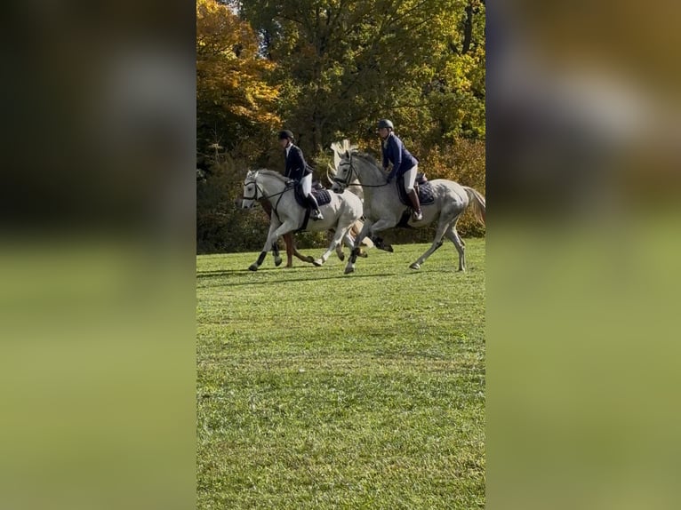 Holsteiner Merrie 10 Jaar 167 cm Schimmel in Illertissen