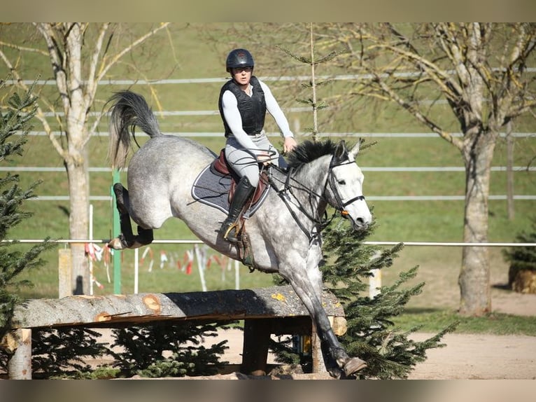 Holsteiner Merrie 10 Jaar 167 cm Schimmel in Illertissen