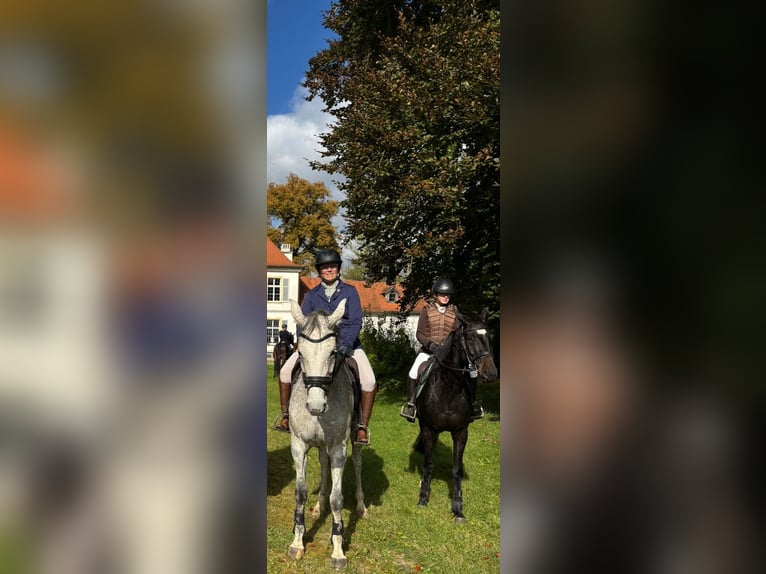 Holsteiner Merrie 10 Jaar 167 cm Schimmel in Illertissen
