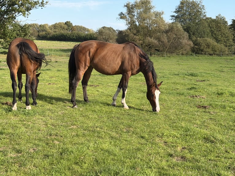 Holsteiner Merrie 10 Jaar 168 cm Bruin in Krummesse