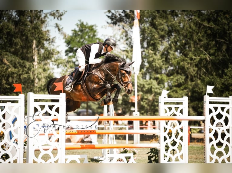 Holsteiner Merrie 10 Jaar 168 cm Bruin in Oberuckersee