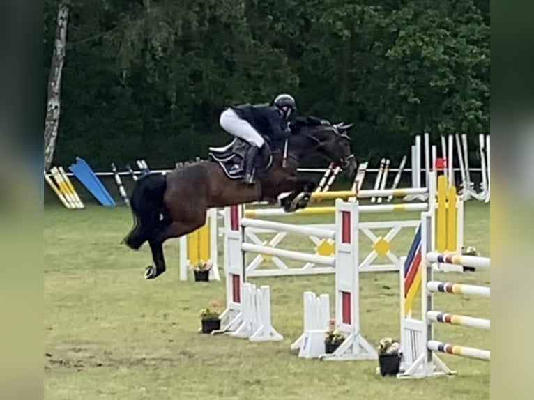 Holsteiner Merrie 10 Jaar 168 cm Bruin in Oberuckersee