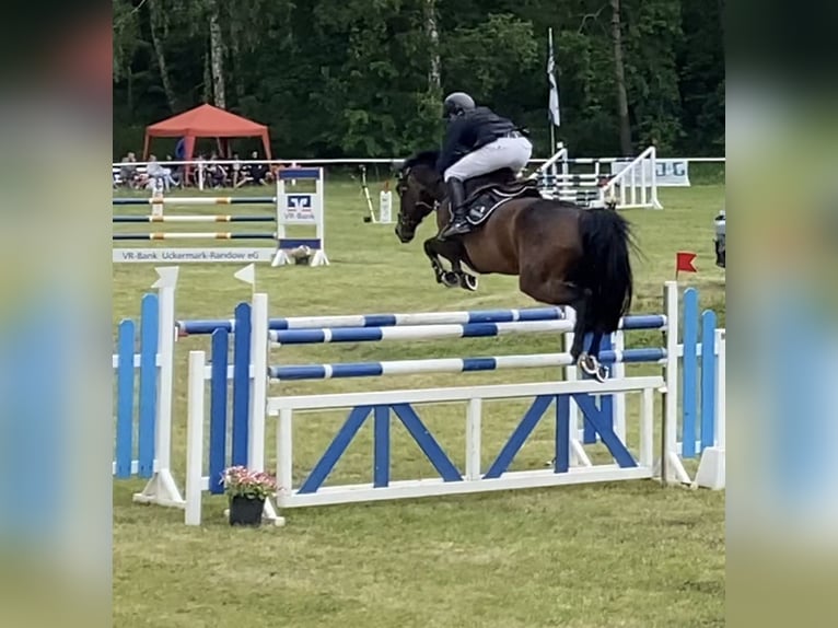 Holsteiner Merrie 10 Jaar 168 cm Bruin in Oberuckersee