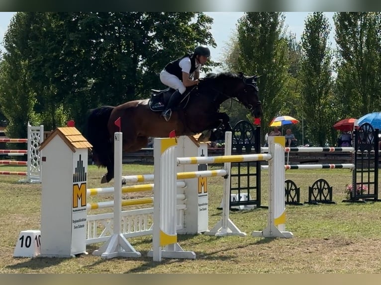 Holsteiner Merrie 10 Jaar 168 cm Bruin in Oberuckersee