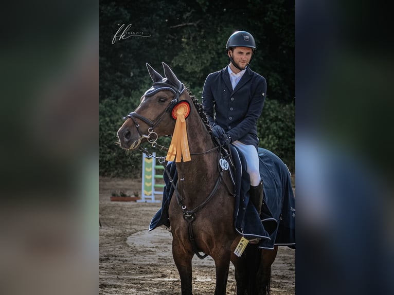 Holsteiner Merrie 10 Jaar 168 cm Bruin in Oberuckersee