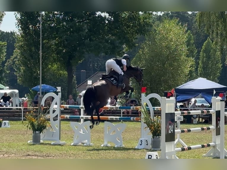 Holsteiner Merrie 10 Jaar 168 cm Bruin in Oberuckersee