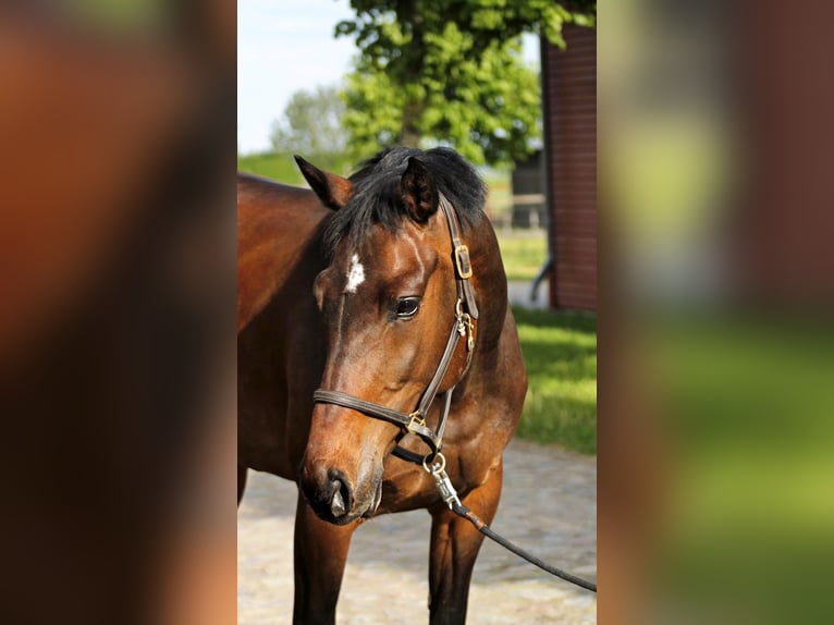 Holsteiner Merrie 10 Jaar 168 cm Bruin in Oberuckersee