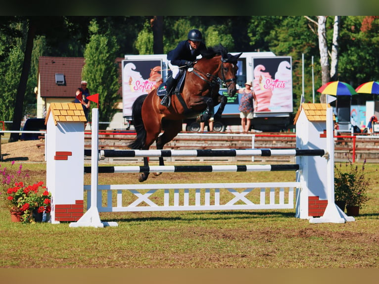 Holsteiner Merrie 10 Jaar 168 cm Bruin in Oberuckersee