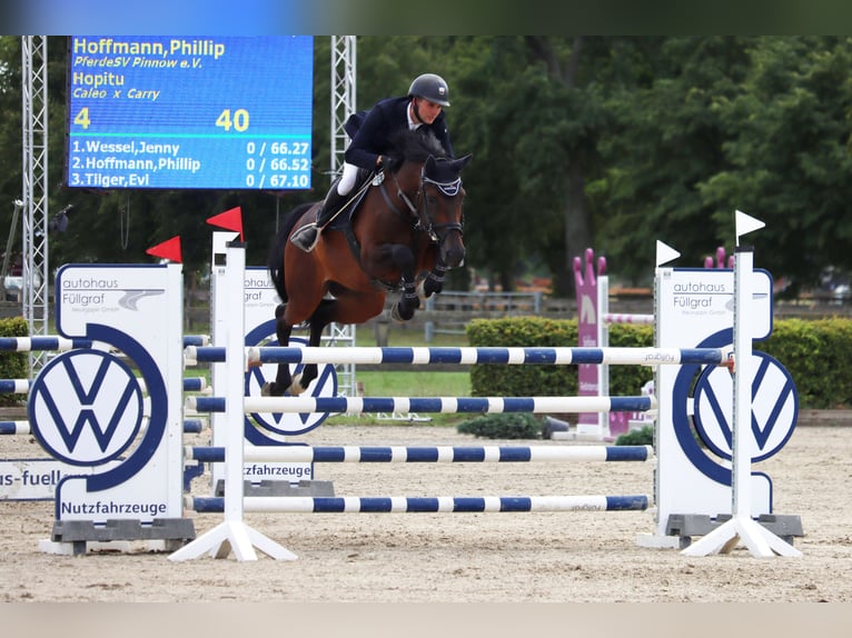 Holsteiner Merrie 10 Jaar 168 cm Bruin in Oberuckersee