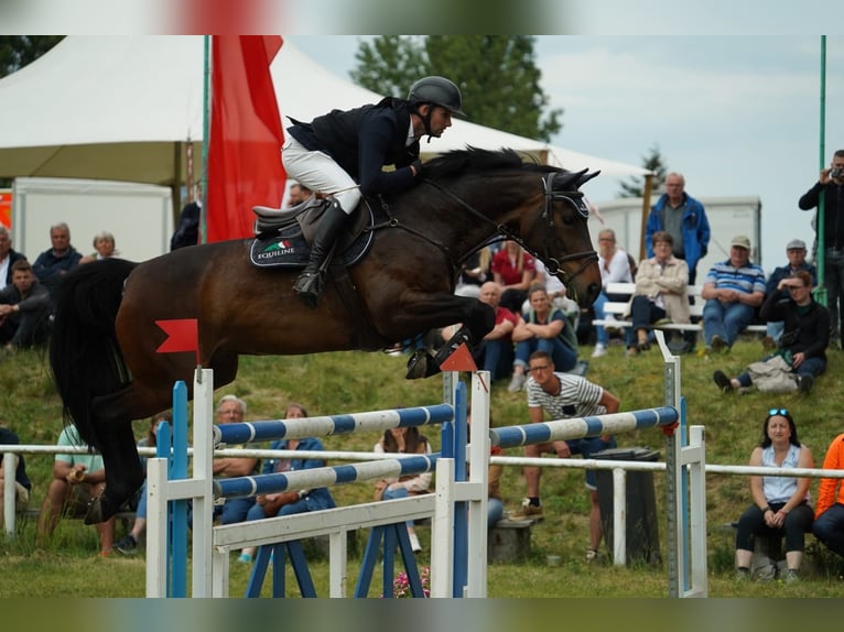 Holsteiner Merrie 10 Jaar 168 cm Bruin in Oberuckersee