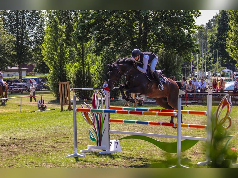 Holsteiner Merrie 10 Jaar 168 cm Bruin in Oberuckersee