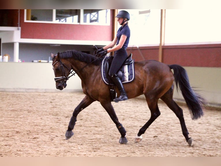 Holsteiner Merrie 10 Jaar 168 cm Bruin in Oberuckersee