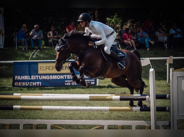 Holsteiner Merrie 10 Jaar 168 cm Bruin in Oberuckersee