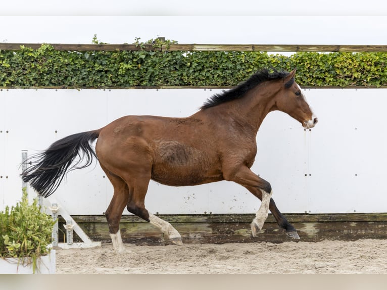 Holsteiner Merrie 10 Jaar 168 cm Bruin in Waddinxveen