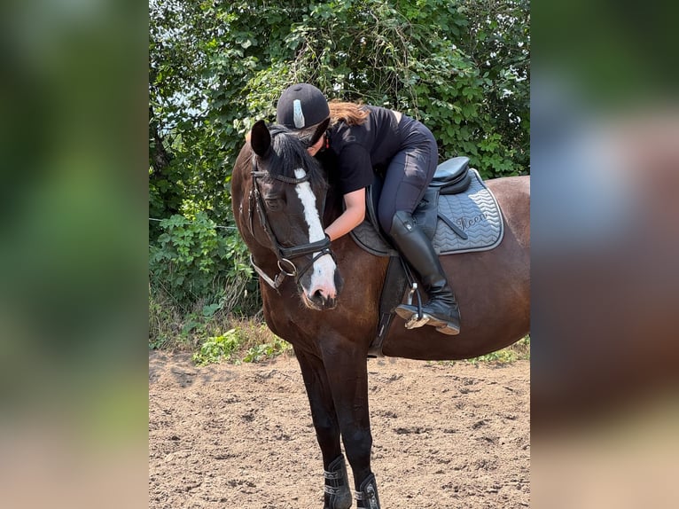 Holsteiner Merrie 10 Jaar 168 cm Zwart in Vögelsen