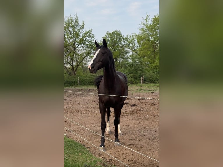 Holsteiner Merrie 10 Jaar 168 cm Zwart in Vögelsen