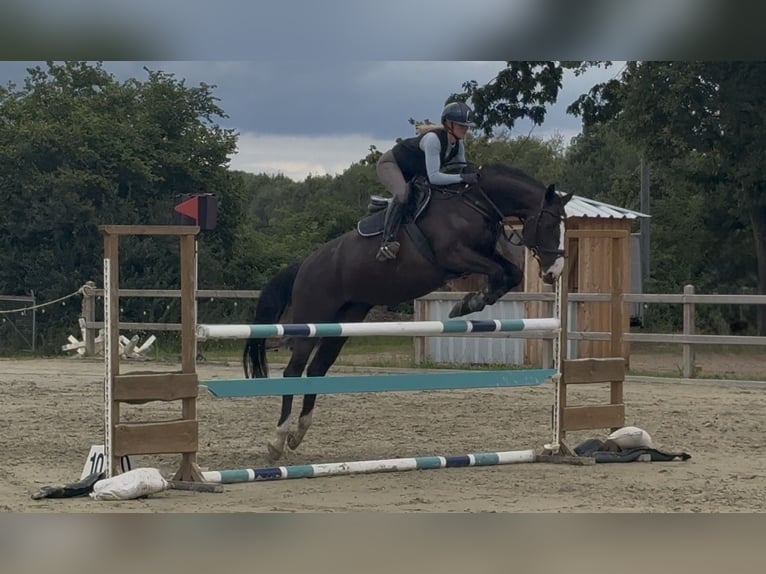 Holsteiner Merrie 10 Jaar 168 cm Zwart in Vögelsen