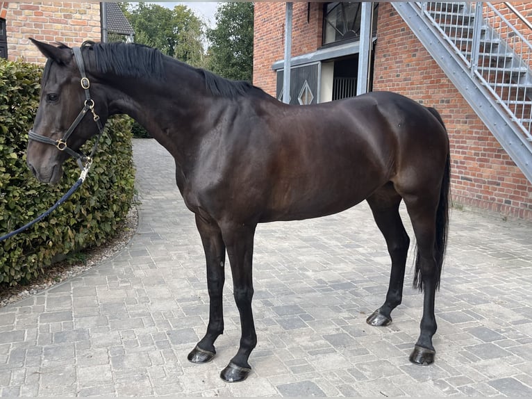 Holsteiner Merrie 10 Jaar 168 cm Zwartbruin in Berlin