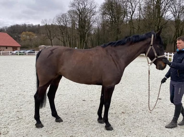 Holsteiner Mix Merrie 10 Jaar 168 cm Zwartbruin in Ach&#xE8;res