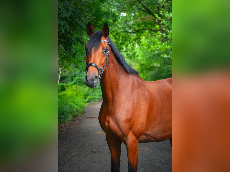 Holsteiner Merrie 10 Jaar 169 cm Bruin in Hamburg