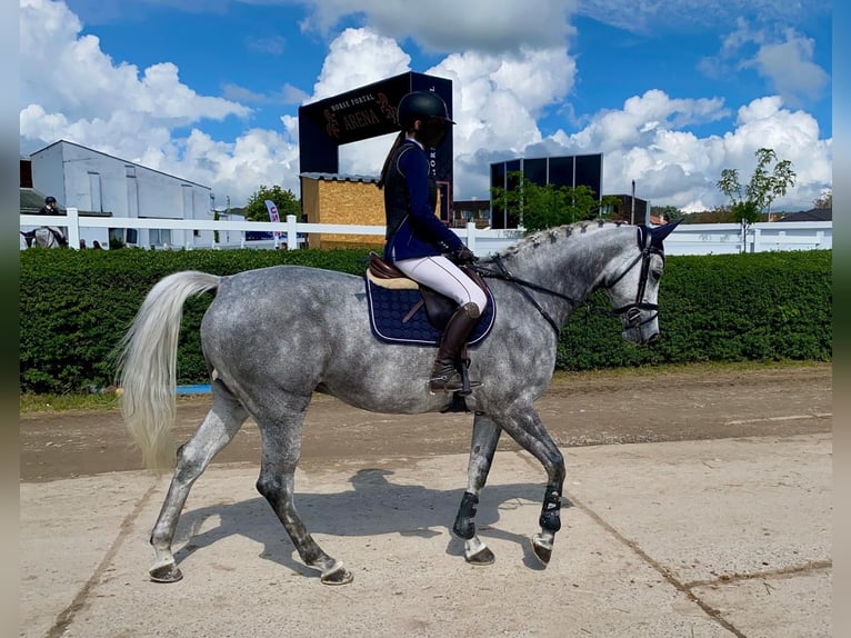 Holsteiner Merrie 10 Jaar 170 cm Appelschimmel in Adelebsen