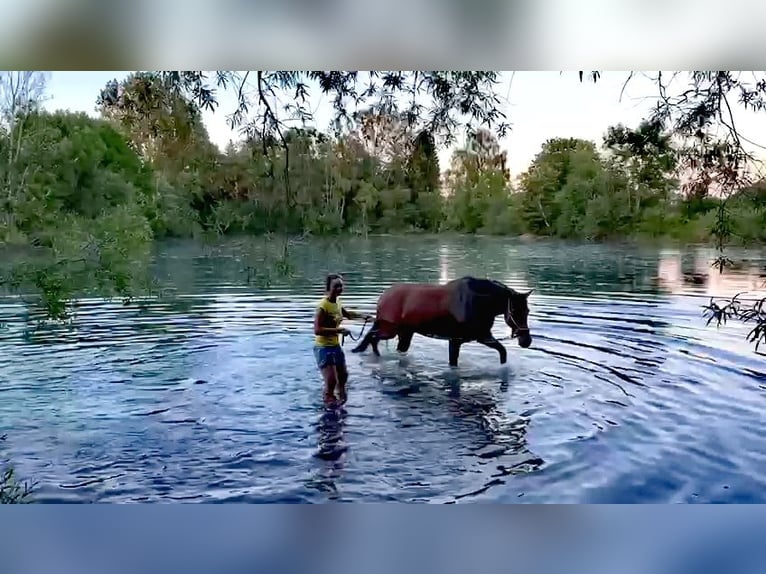 Holsteiner Merrie 10 Jaar 170 cm Bruin in Moorenweis