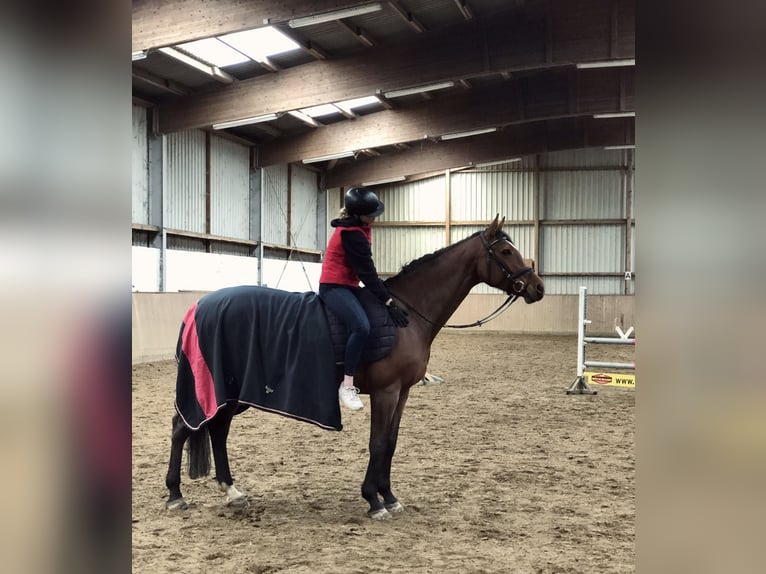 Holsteiner Merrie 10 Jaar 171 cm Bruin in Fehmarn