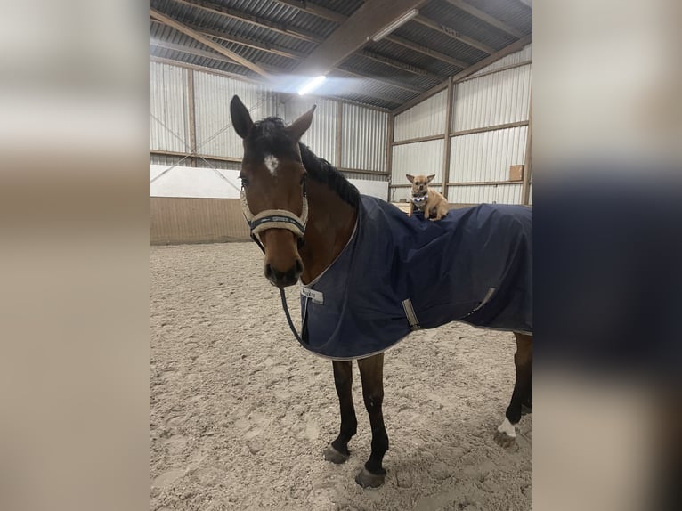 Holsteiner Merrie 10 Jaar 171 cm Bruin in Fehmarn