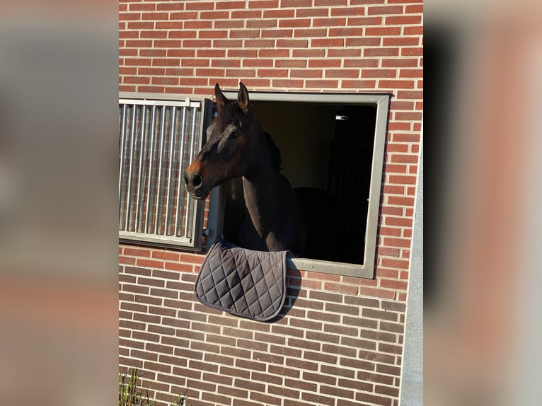 Holsteiner Merrie 10 Jaar 171 cm Donkerbruin in Roeselare