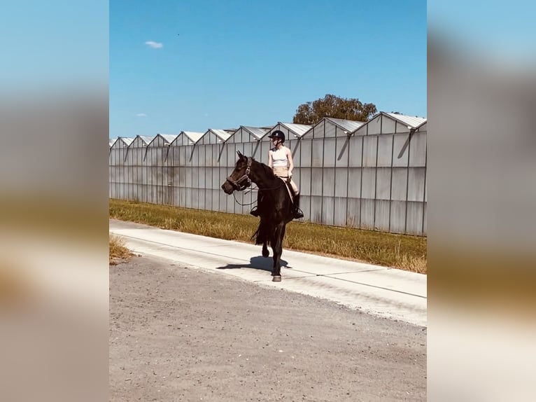 Holsteiner Merrie 10 Jaar 171 cm Donkerbruin in Roeselare