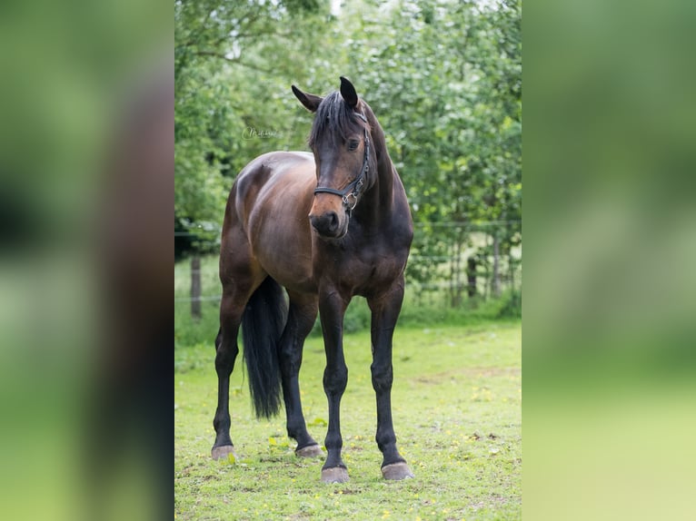 Holsteiner Merrie 10 Jaar 171 cm Zwartbruin in Kachtem